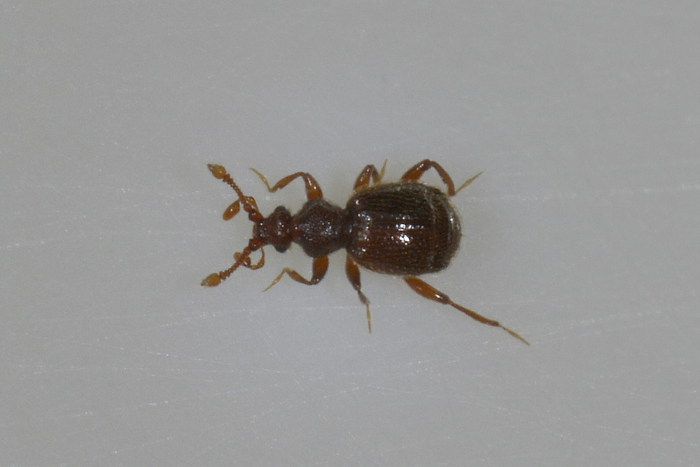 Pselaphidae da id.